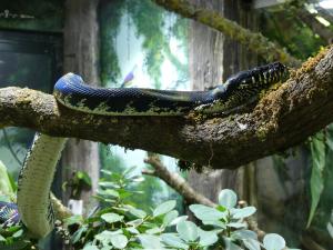 Python de Boelen