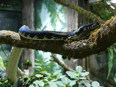 Python de Boelen - 2022