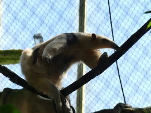 Tamandua