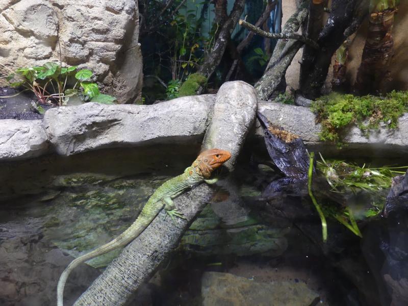Téju caiman