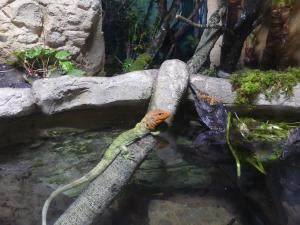 Téju caiman