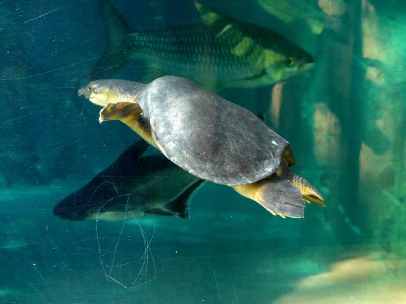 Tortue à nez de cochon