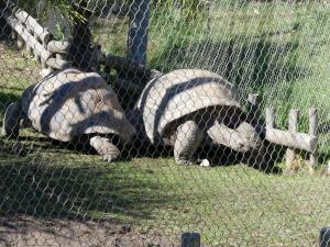 Tortue géante d'Aldabra