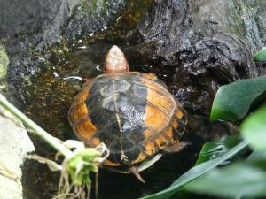 Tortue-boite de Bourret