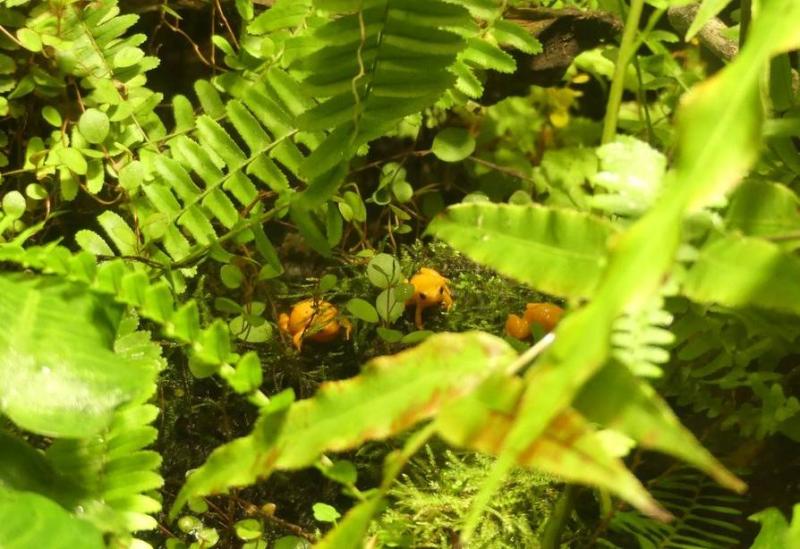 Mantella doré
