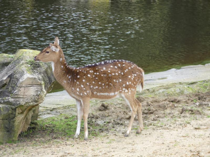 Cerf axis