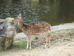 Cerf axis
