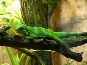 Iguane des Îles Fidji