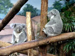 Koala