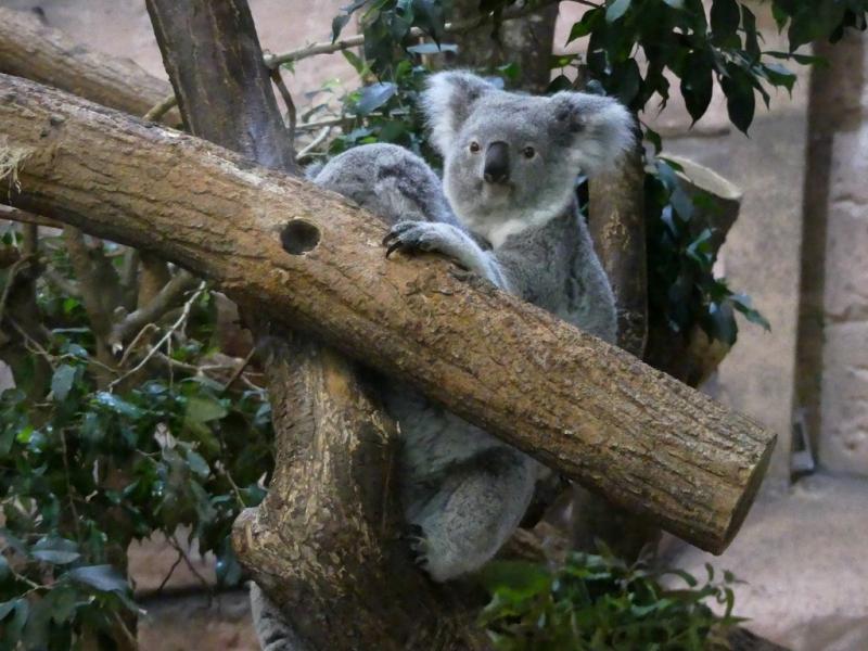 Koala