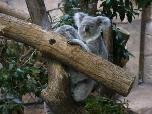 Koala
