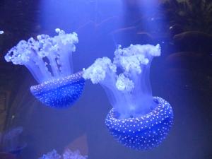 Méduse à pois blancs