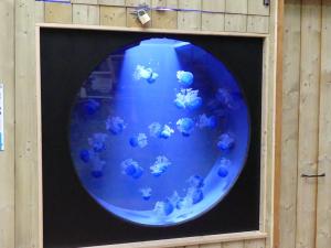 Méduse à pois blancs