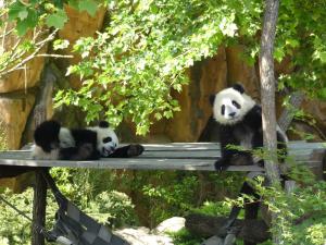 Panda géant