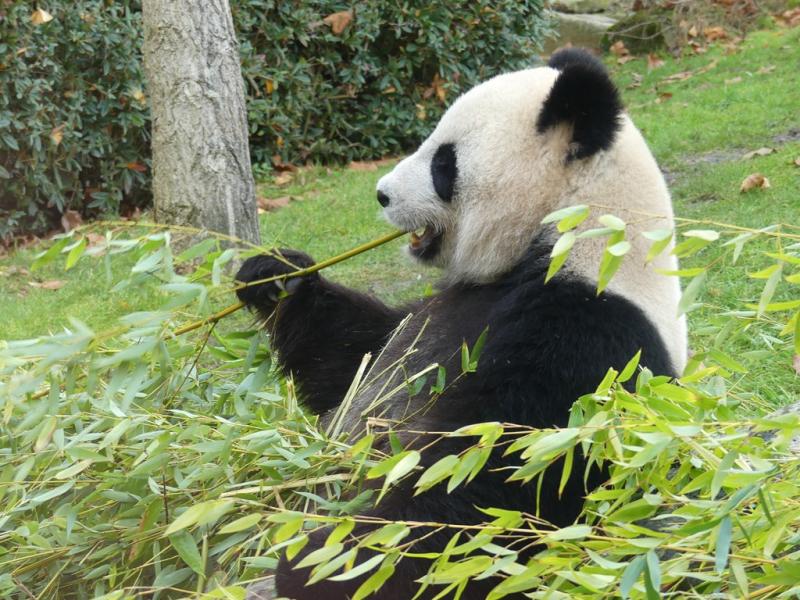 Panda géant