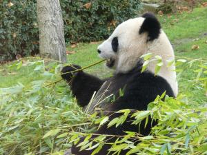 Panda géant