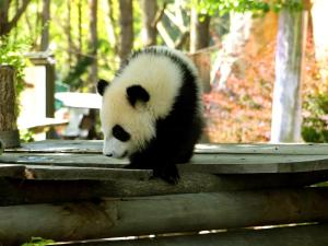 Panda géant