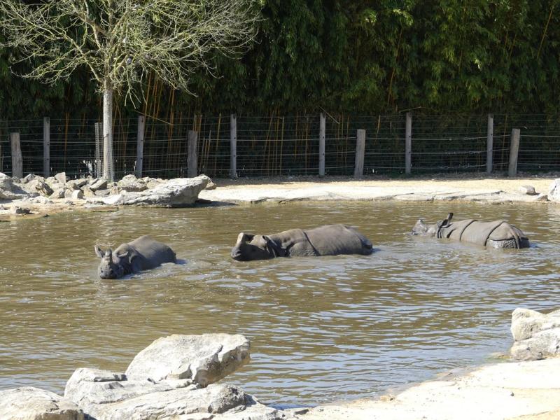 Rhinocéros indien