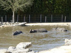 Rhinocéros indien
