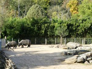 Rhinocéros indien