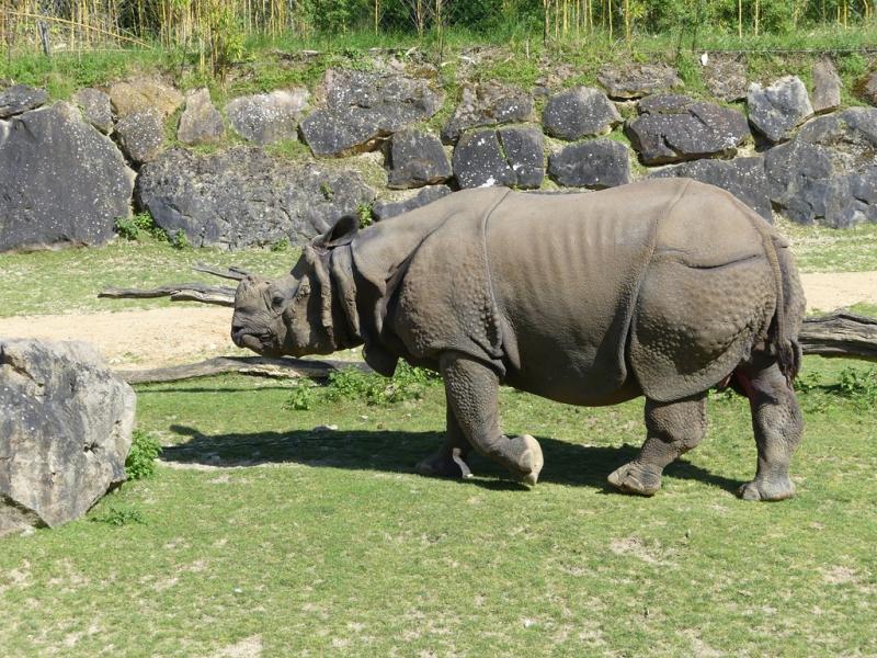Rhinocéros indien