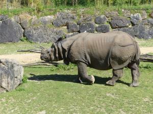 Rhinocéros indien