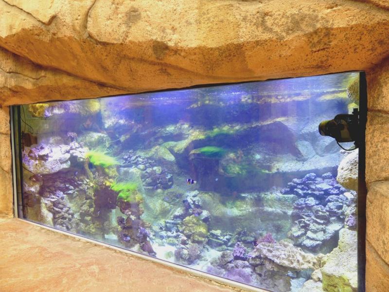 Aquarium marin