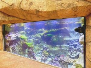 Aquarium marin