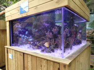 Aquarium marin