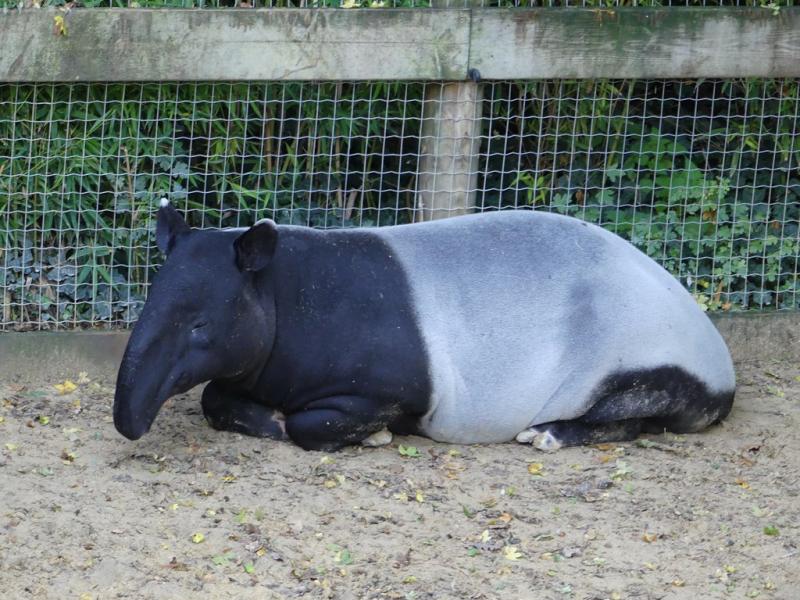 Tapir malais