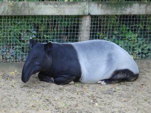 Tapir malais