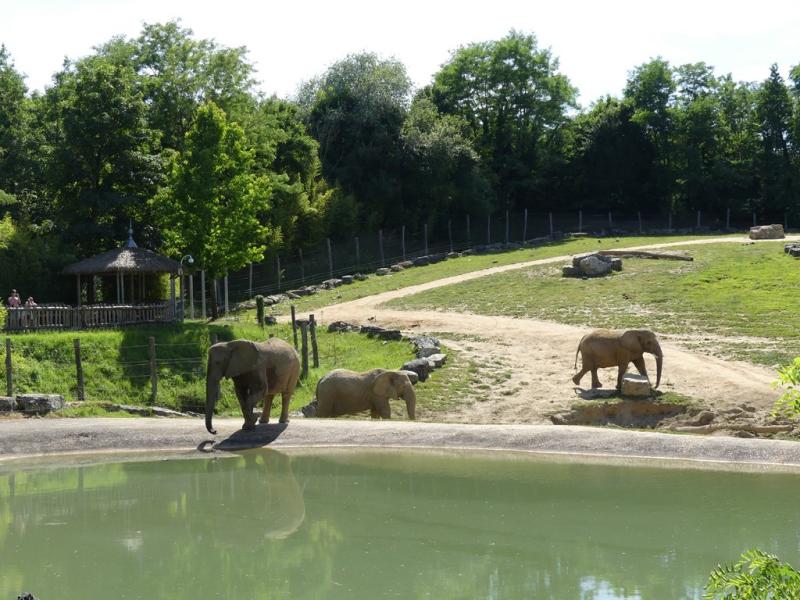 Eléphant d'Afrique