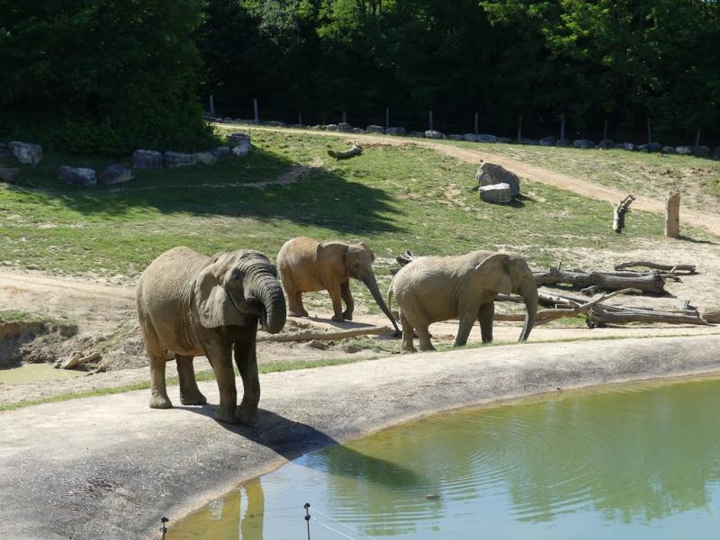 Eléphant d'Afrique