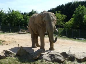Eléphant d'Afrique