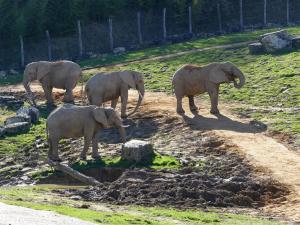 Eléphant d'Afrique