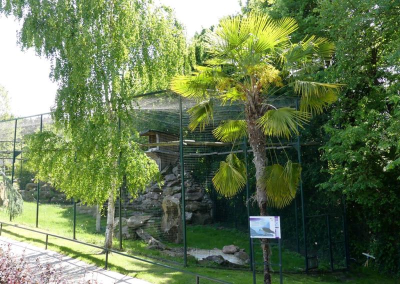 Gypaéte barbu
