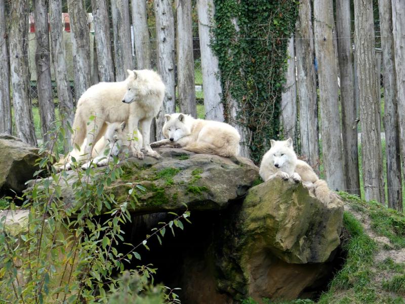 Loup arctique