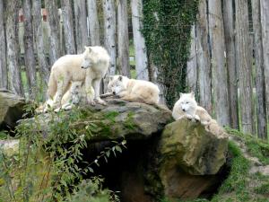 Loup arctique