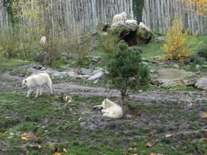 Loup arctique