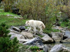 Loup arctique