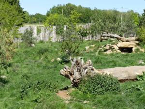 Loup arctique