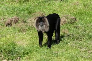 Macaque ouandérou