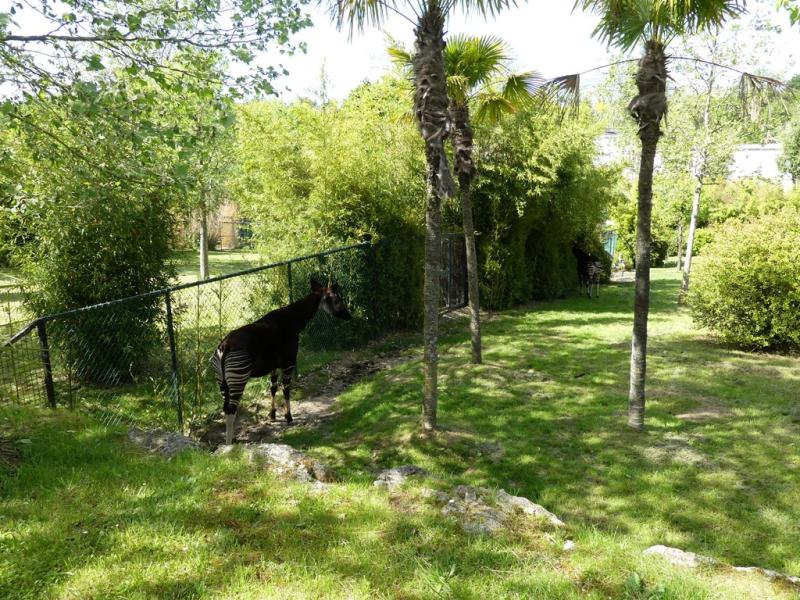 Okapi