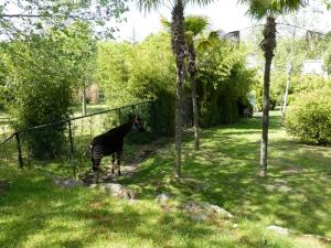 Okapi