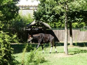 Okapi