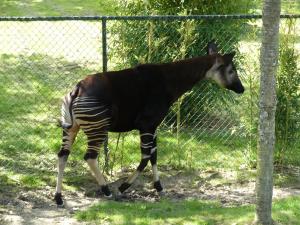Okapi