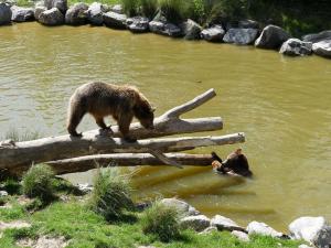 Ours brun