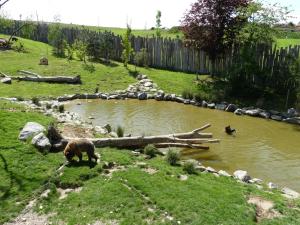 Ours brun
