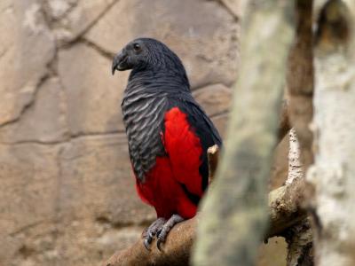 Perroquet de Pesquet