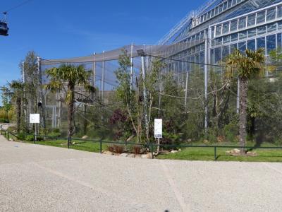 Saïmiri - Tamandua - 2022